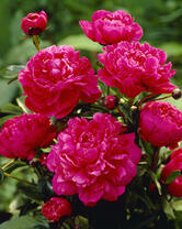 Без бренда «2KMB-4036» в Самаре