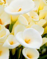 Без бренда «Белые каллы» в Самаре