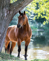 Без бренда «Коробка 20 шт: Лошадь у дерева» в Самаре