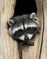 Без бренда «Енот в дупле» в Самаре