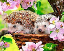 Два ежика в яблоневом цветении