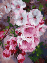 Пышный цвет сакуры