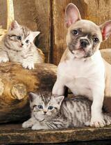 Без бренда «Милый щенок французского бульдога и два котёнка» в Самаре в интернет-магазине  Без бренда «Милый щенок французского бульдога и два котёнка» в Самаре