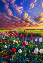 Без бренда «Поле тюльпанов под облачным небом» в Самаре